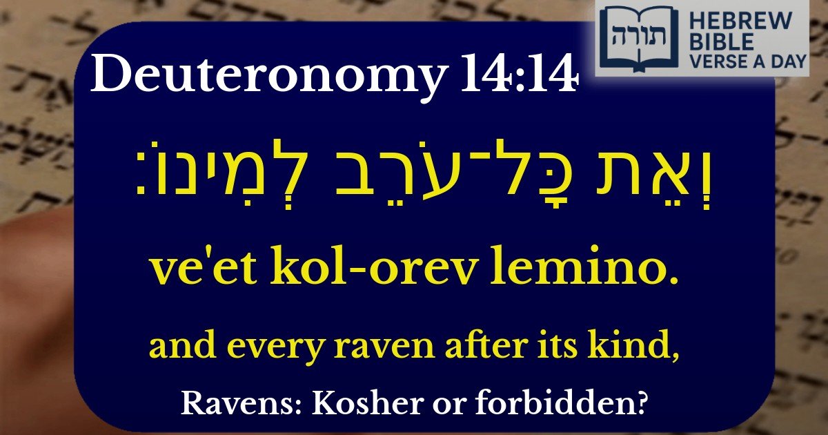 Deuteronomy 14:14 - דברים 14:14