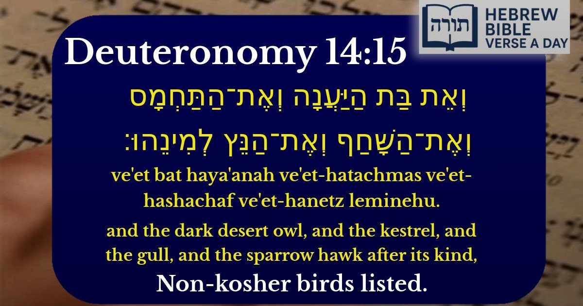 Deuteronomy 14:15 - דברים 14:15