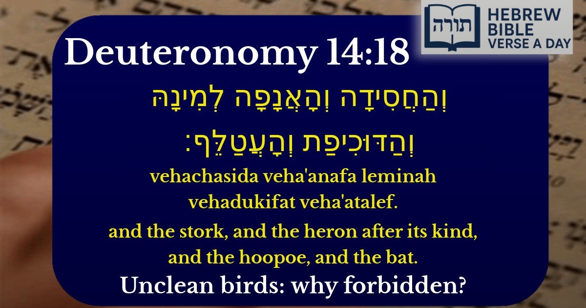 Deuteronomy 14:18 - דברים 14:18