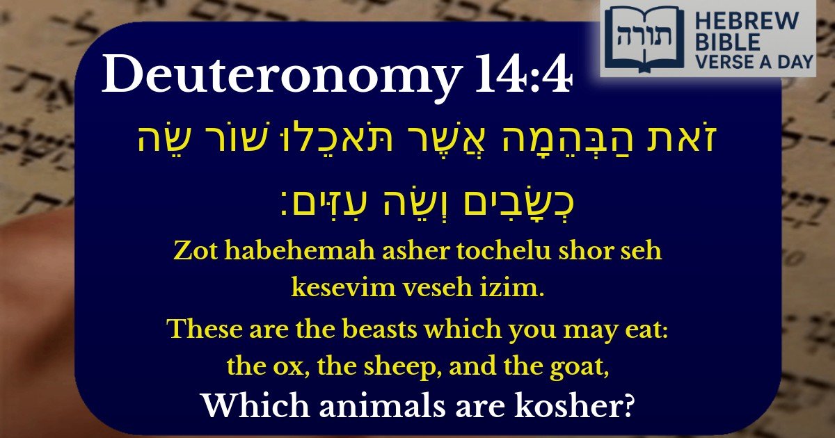 Deuteronomy 14:4 - דברים 14:4