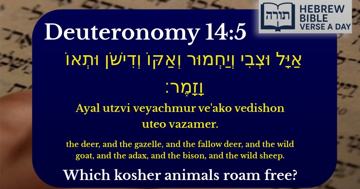 Deuteronomy 14:5 - דברים 14:5