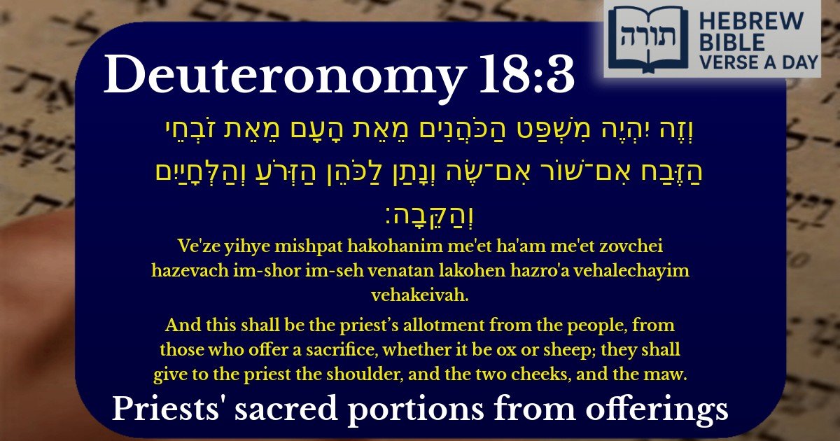 Deuteronomy 18:3 - דברים 18:3