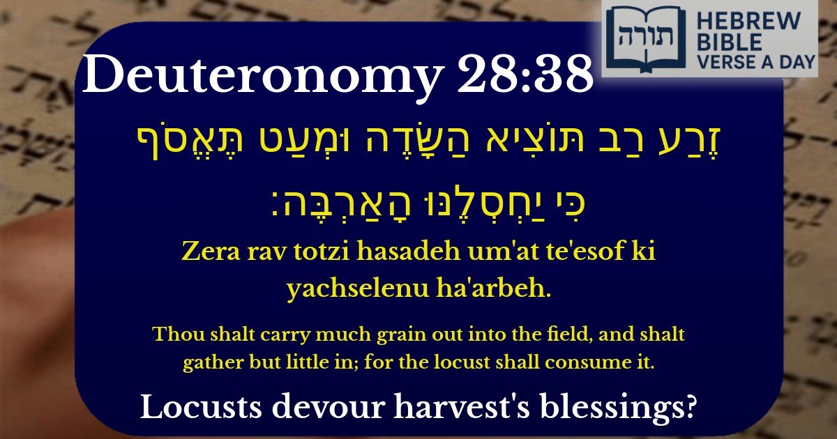 Deuteronomy 28:38 - דברים 28:38