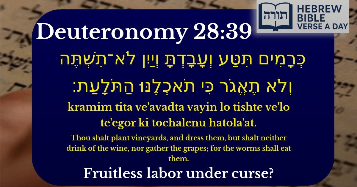 Deuteronomy 28:39 - דברים 28:39
