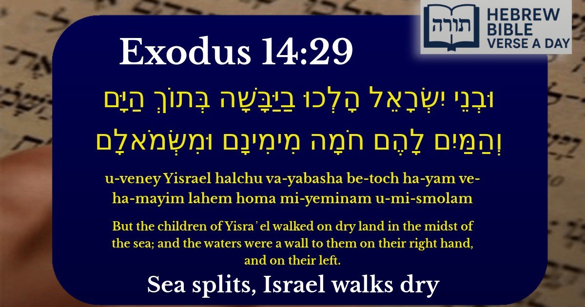Exodus 14:29 - שמות 14:29