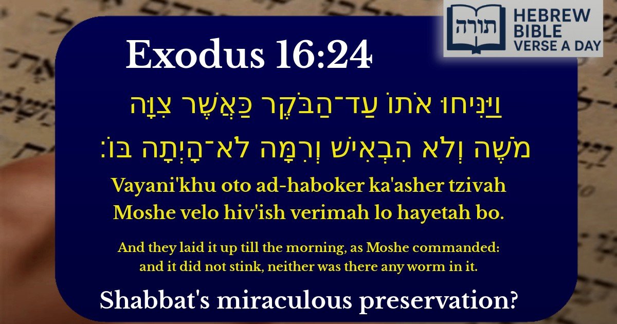 Exodus 16:24 - שמות 16:24