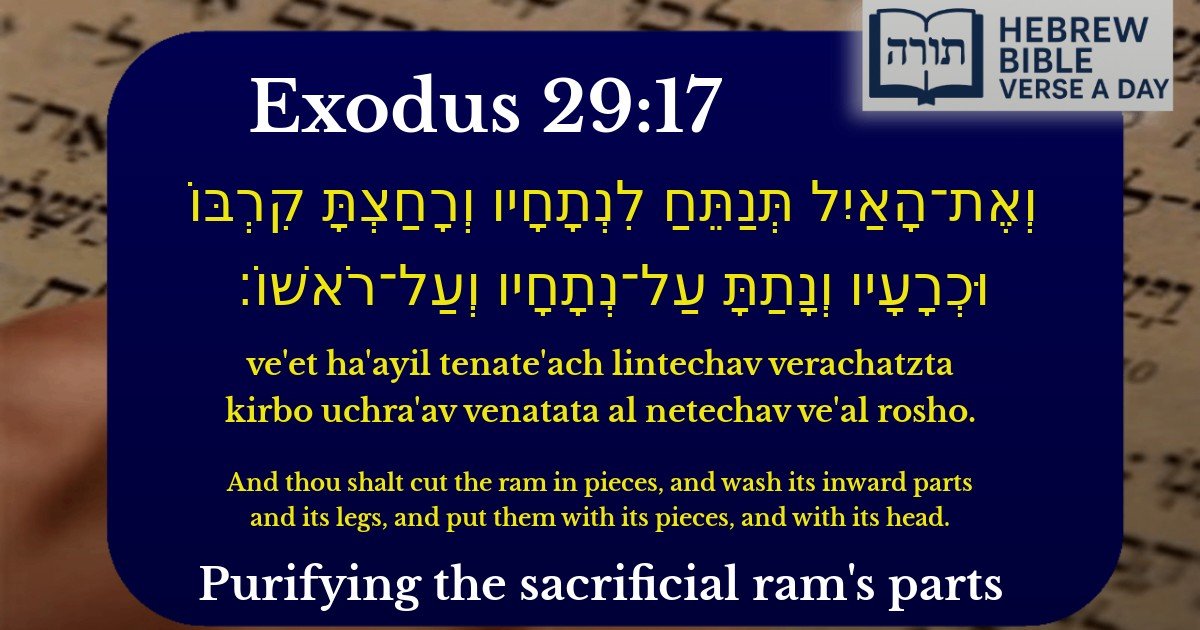 Exodus 29:17 - שמות 29:17
