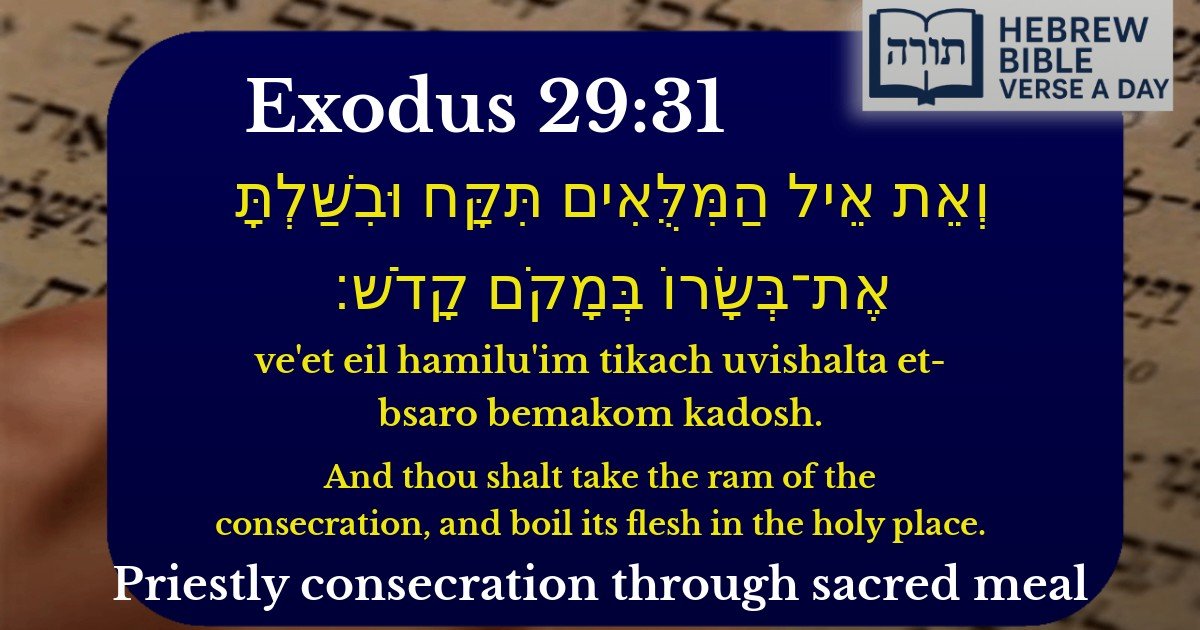 Exodus 29:31 - שמות 29:31
