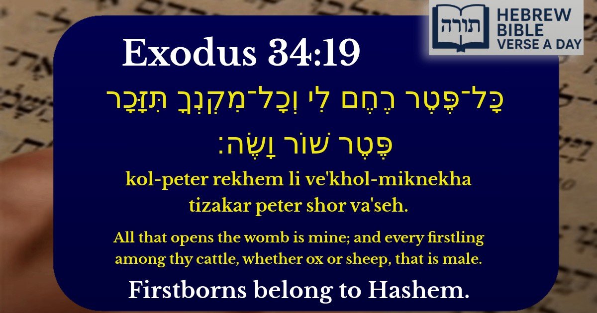 Exodus 34:19 - שמות 34:19