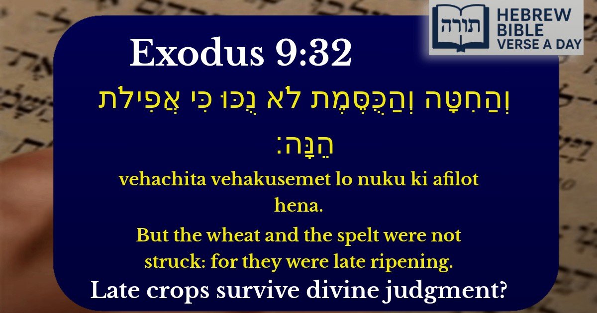 Exodus 9:32 - שמות 9:32