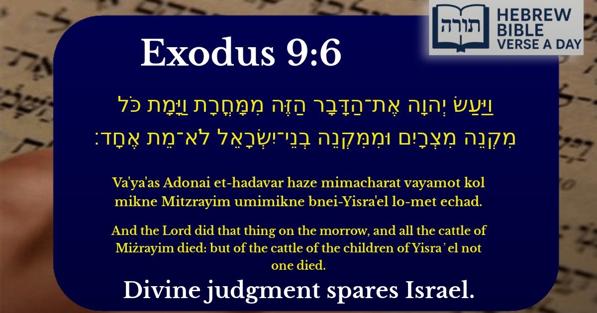 Exodus 9:6 - שמות 9:6