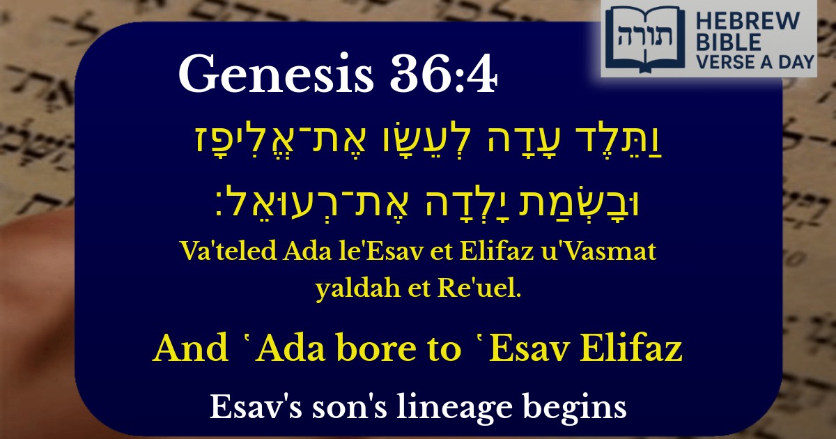 Genesis 36:4 - בראשית 36:4