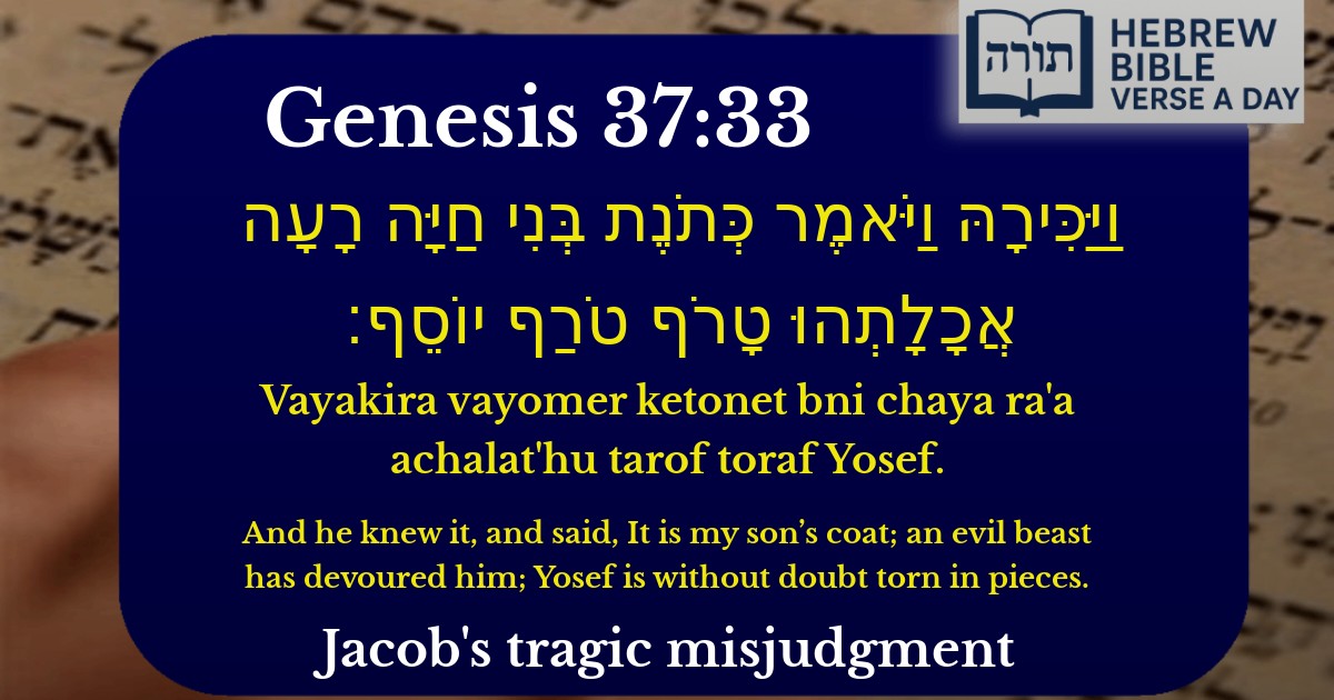 Genesis 37:33 - בראשית 37:33
