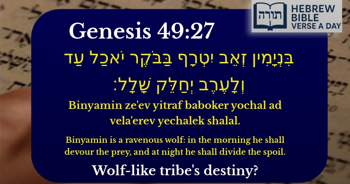 Genesis 49:27 - בראשית 49:27