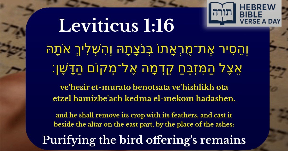 Leviticus 1:16 - ויקרא 1:16