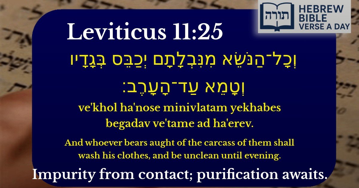 Leviticus 11:25 - ויקרא 11:25