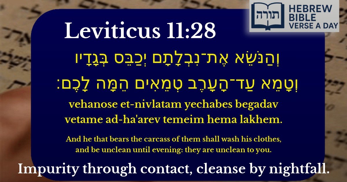 Leviticus 11:28 - ויקרא 11:28