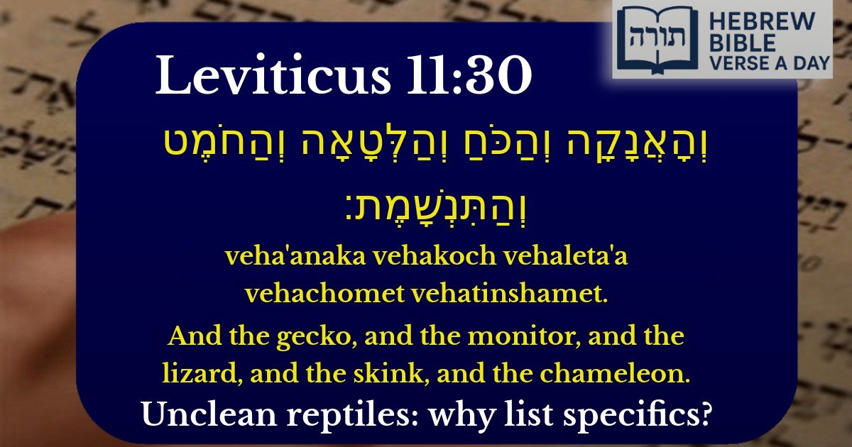 Leviticus 11:30 - ויקרא 11:30