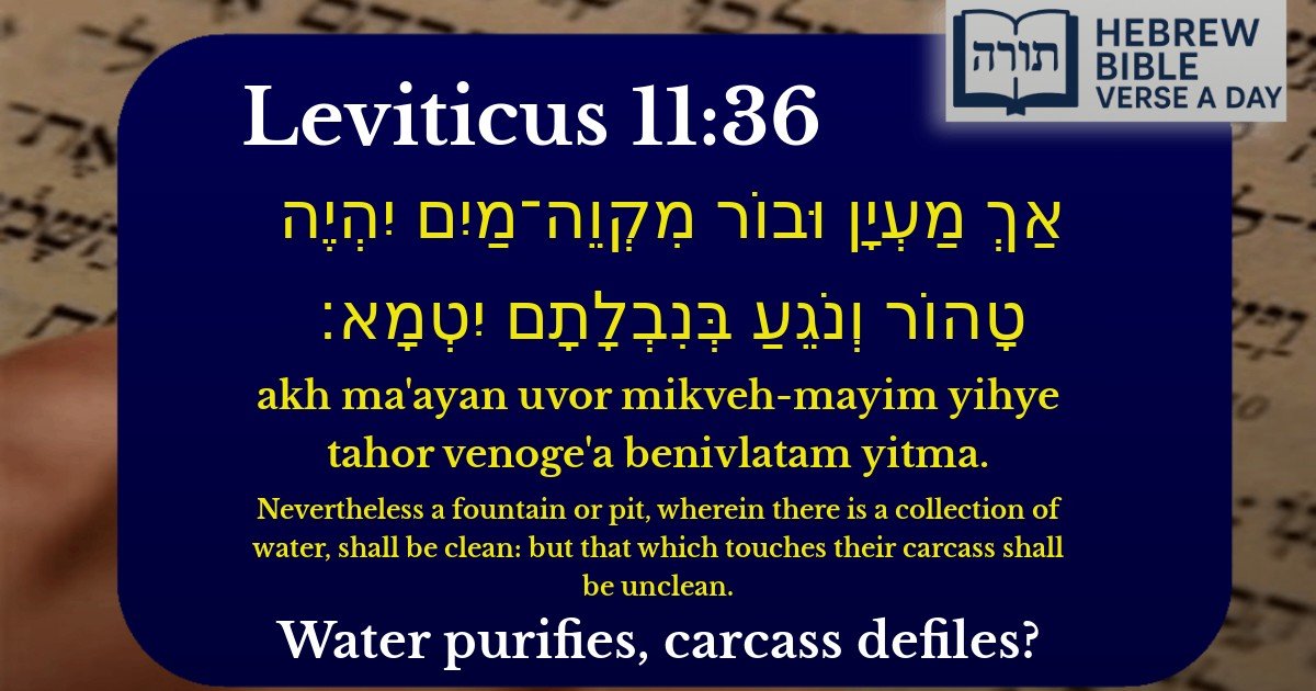Leviticus 11:36 - ויקרא 11:36