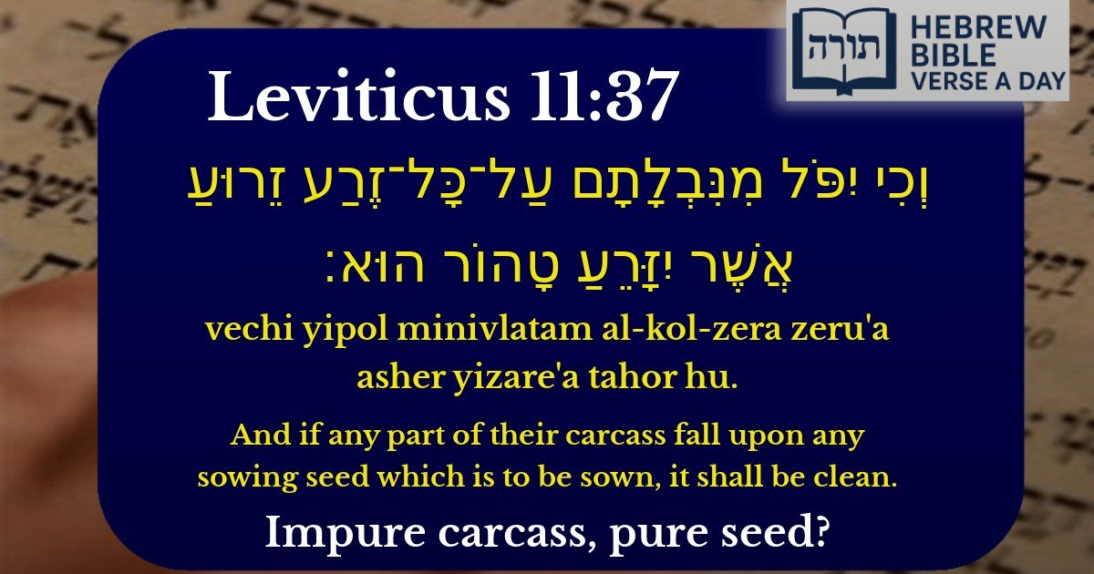 Leviticus 11:37 - ויקרא 11:37