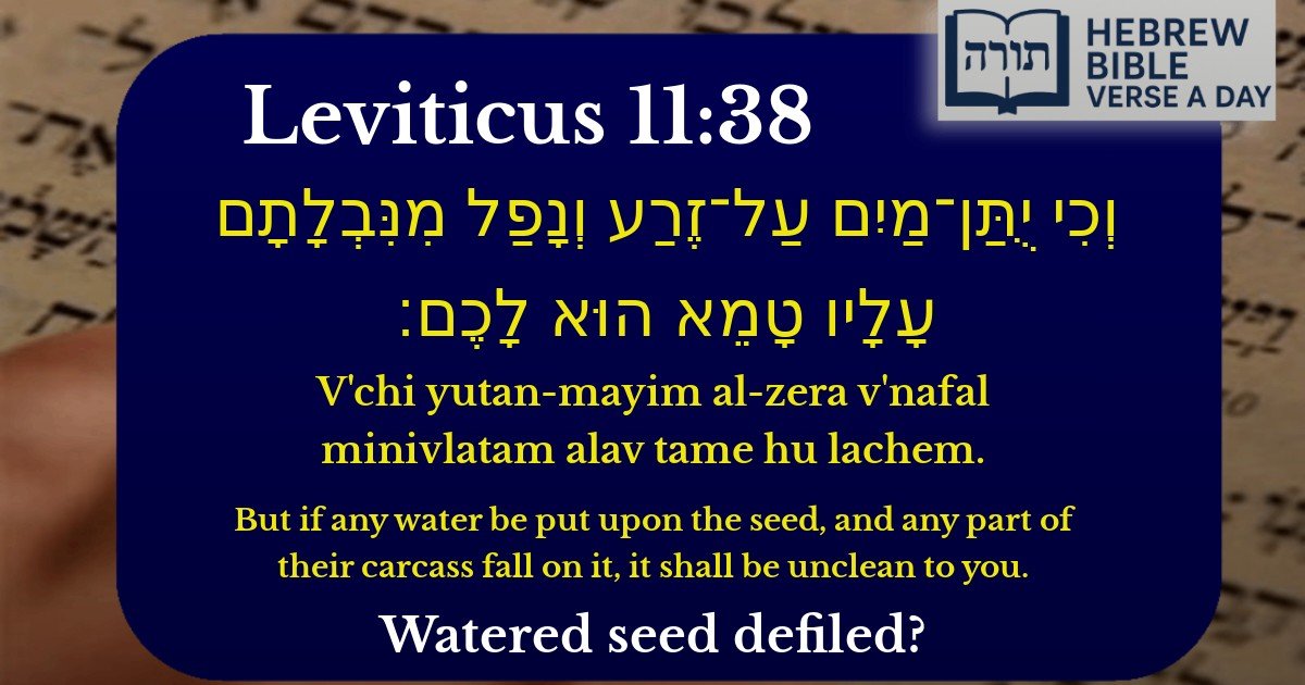 Leviticus 11:38 - ויקרא 11:38