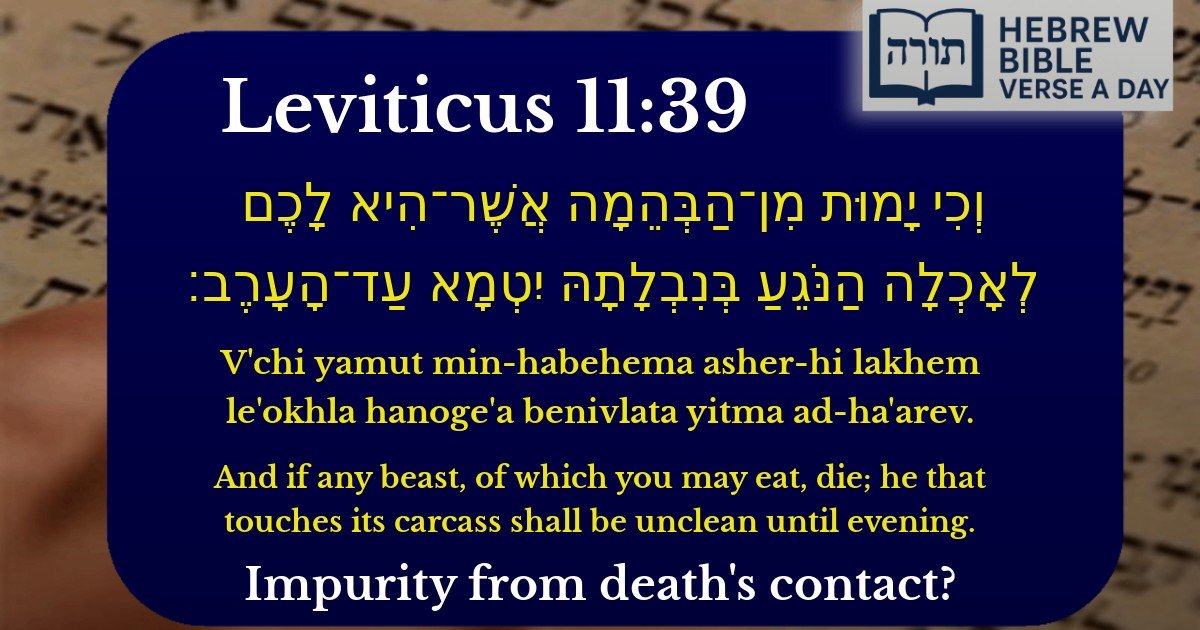 Leviticus 11:39 - ויקרא 11:39