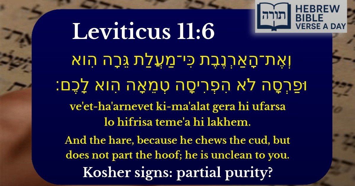 Leviticus 11:6 - ויקרא 11:6