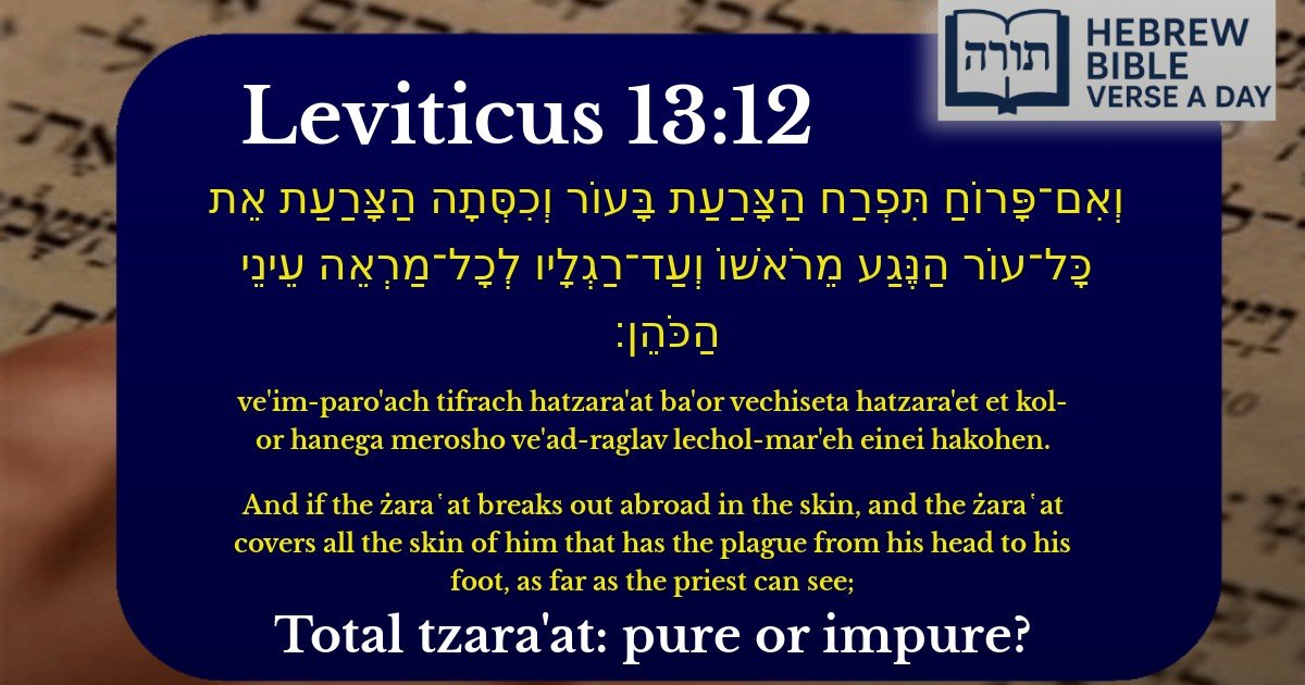 Leviticus 13:12 - ויקרא 13:12