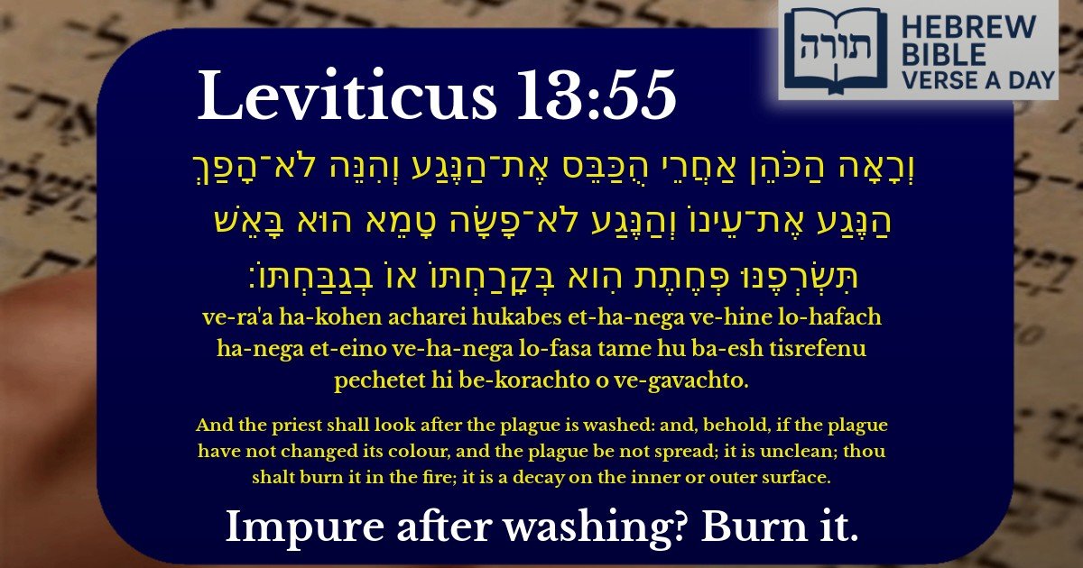 Leviticus 13:55 - ויקרא 13:55