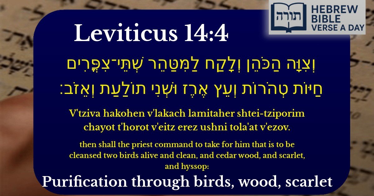 Leviticus 14:4 - ויקרא 14:4