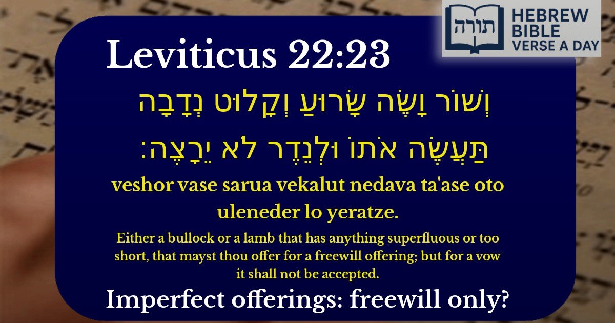 Leviticus 22:23 - ויקרא 22:23