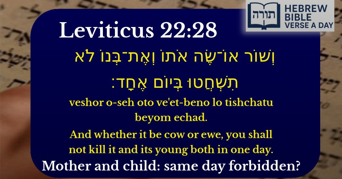Leviticus 22:28 - ויקרא 22:28