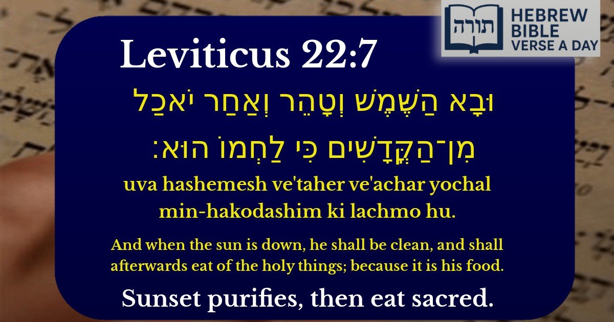 Leviticus 22:7 - ויקרא 22:7