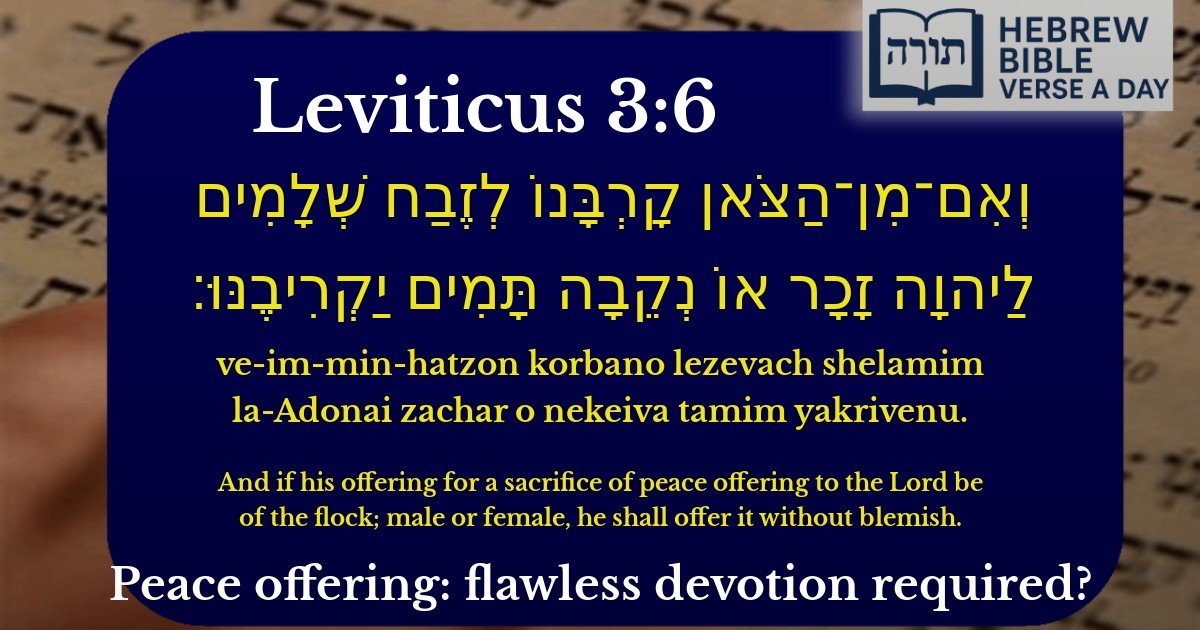 Leviticus 3:6 - ויקרא 3:6