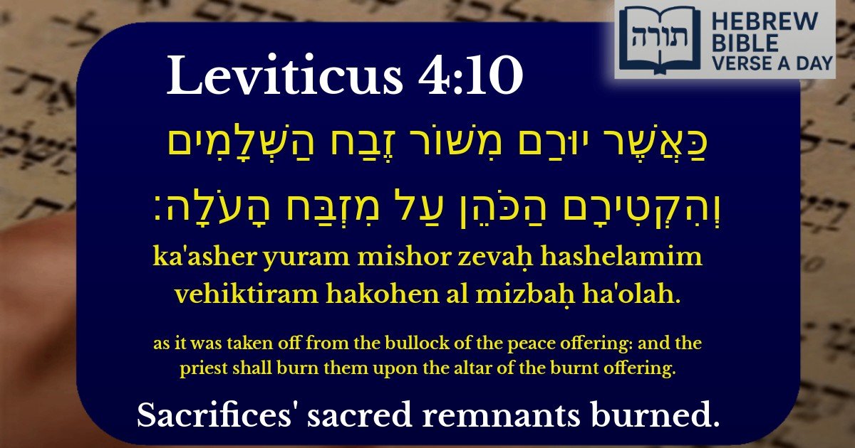 Leviticus 4:10 - ויקרא 4:10