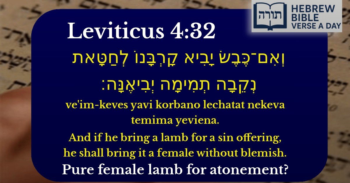 Leviticus 4:32 - ויקרא 4:32