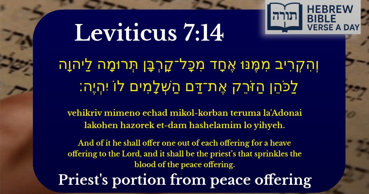 Leviticus 7:14 - ויקרא 7:14