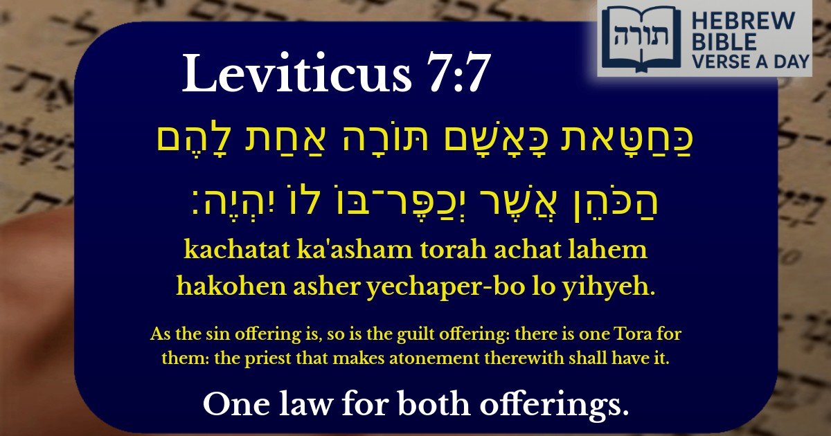 Leviticus 7:7 - ויקרא 7:7