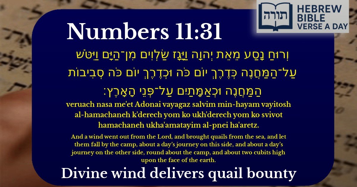 Numbers 11:31 - במדבר 11:31