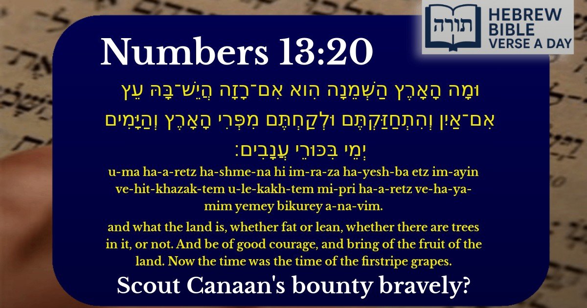 Numbers 13:20 - במדבר 13:20