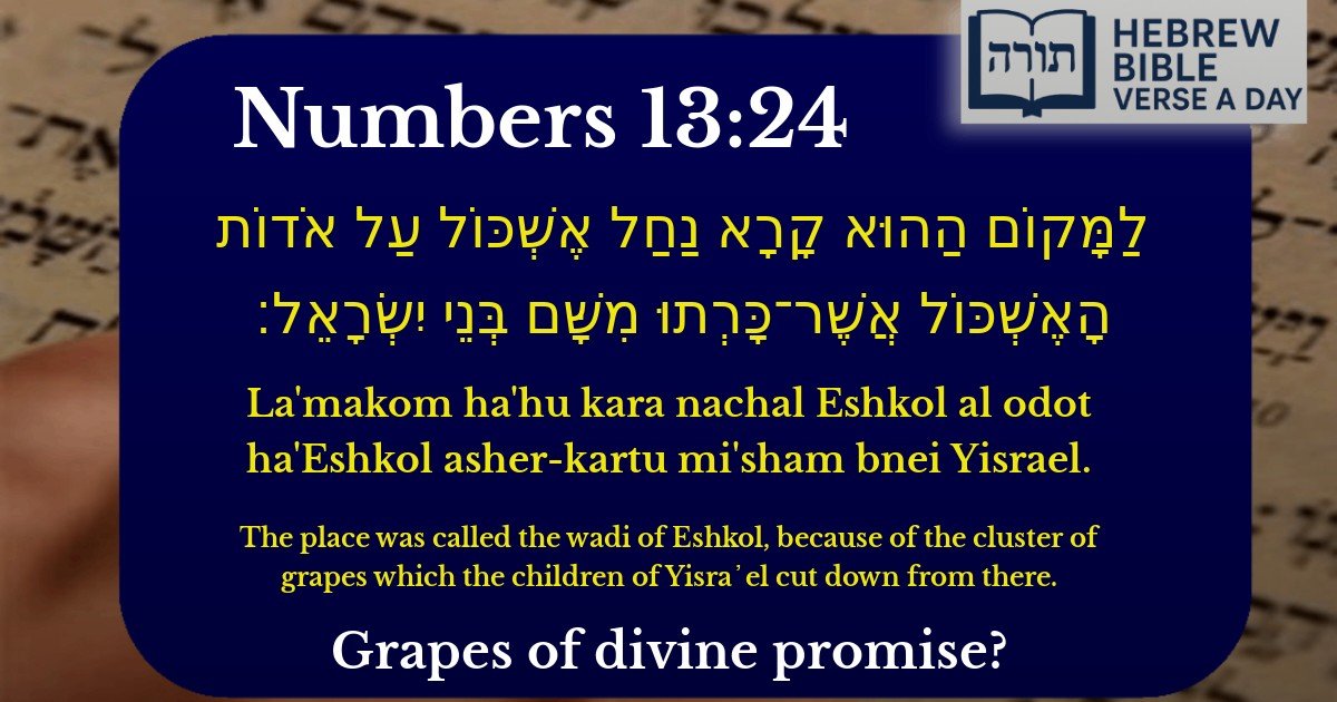 Numbers 13:24 - במדבר 13:24
