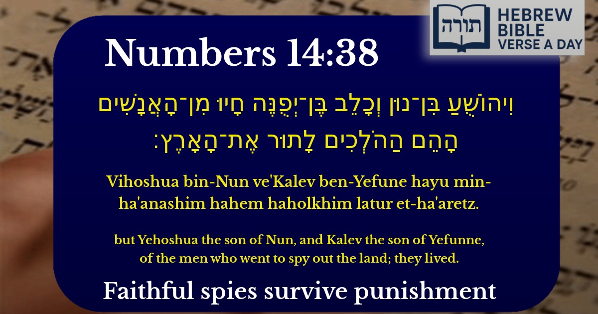 Numbers 14:38 - במדבר 14:38