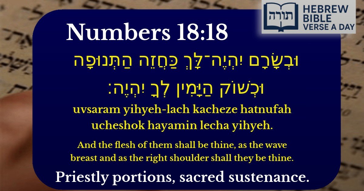 Numbers 18:18 - במדבר 18:18