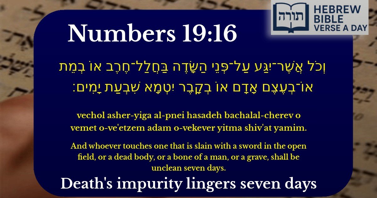 Numbers 19:16 - במדבר 19:16