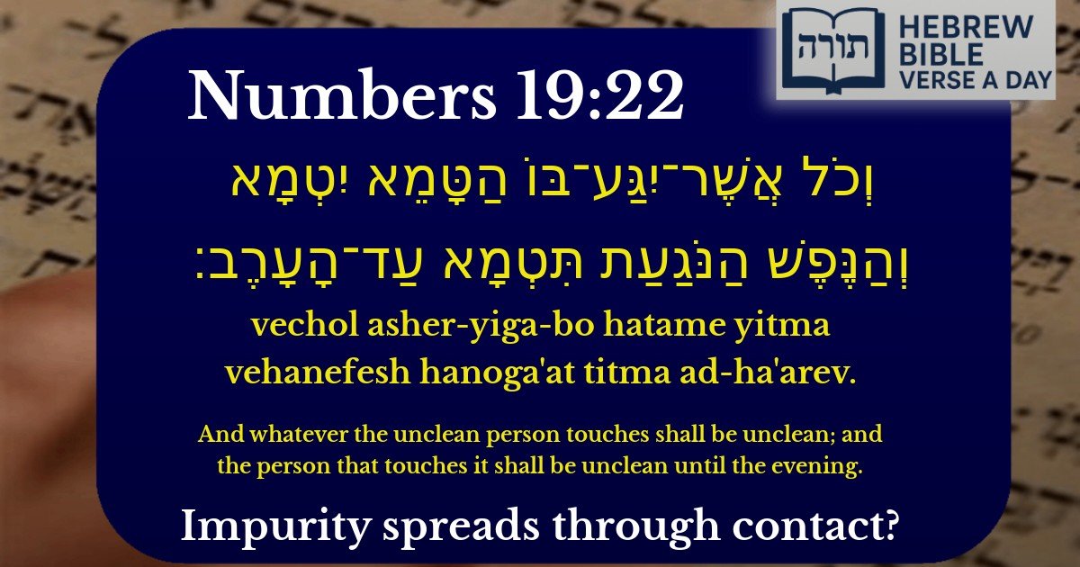 Numbers 19:22 - במדבר 19:22