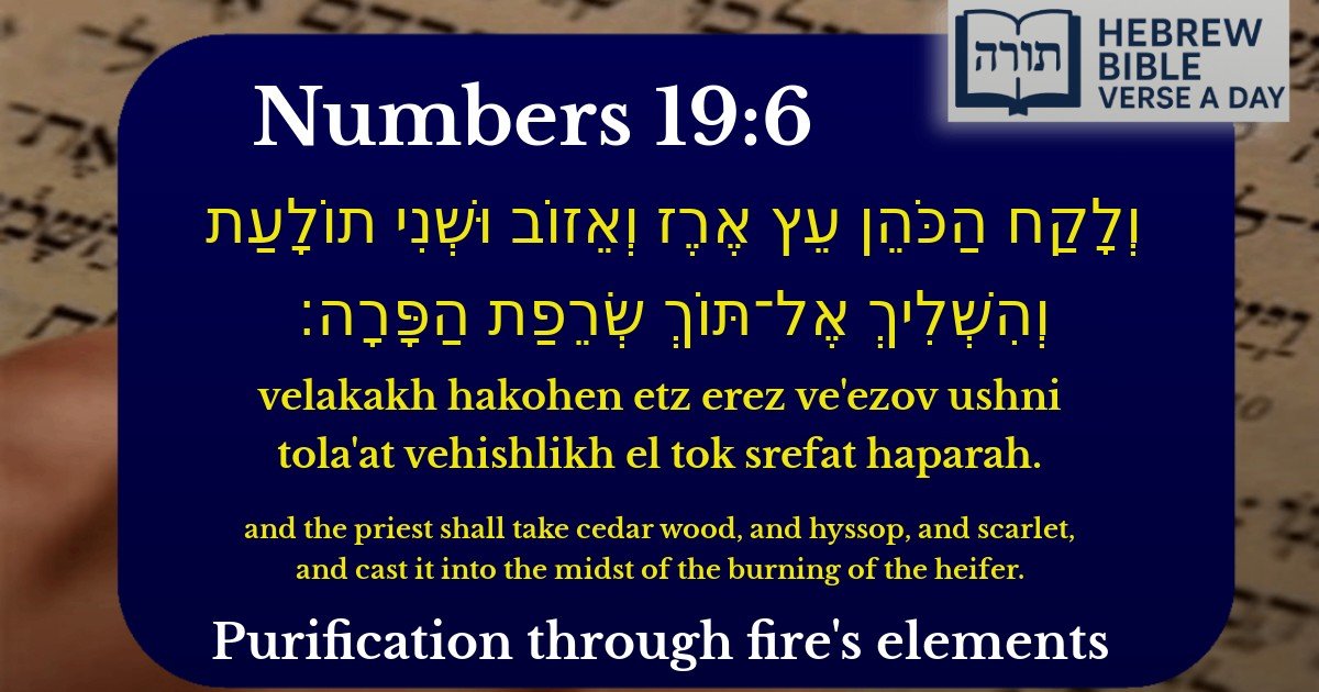 Numbers 19:6 - במדבר 19:6