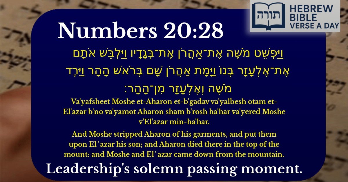 Numbers 20:28 - במדבר 20:28