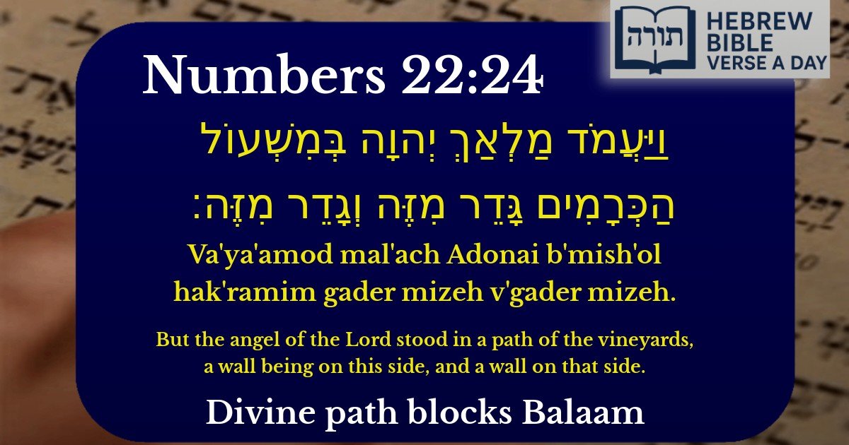 Numbers 22:24 - במדבר 22:24