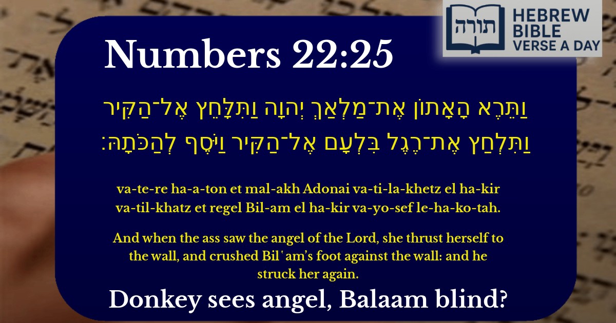 Numbers 22:25 - במדבר 22:25