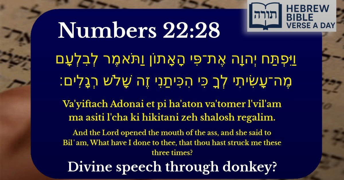 Numbers 22:28 - במדבר 22:28